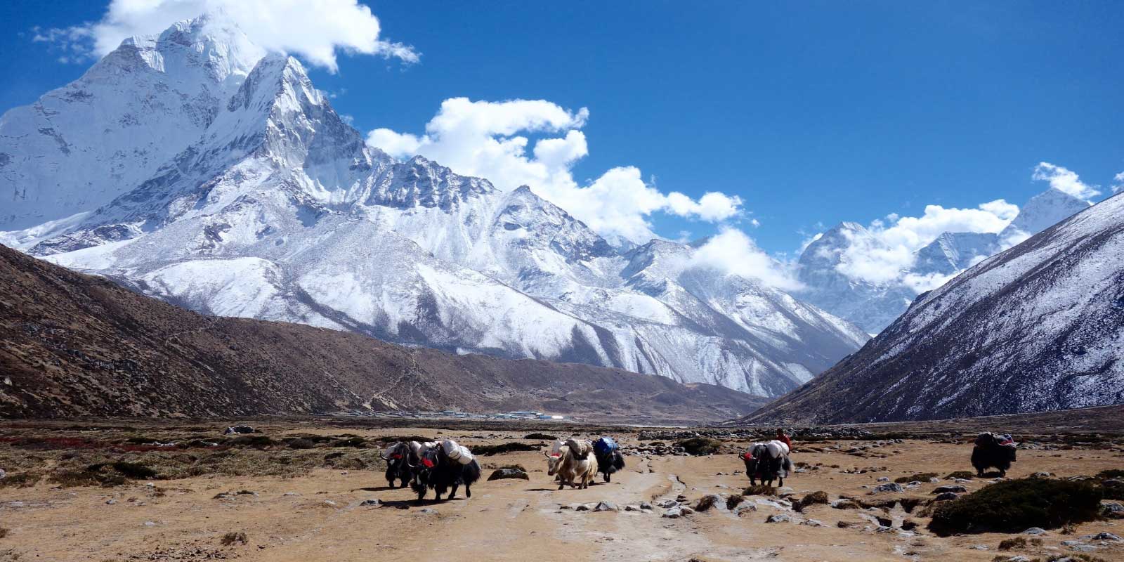 Yaks below snow peaks in the Khumbu